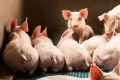 Giá heo hơi hôm nay 22/10: Tăng nhẹ trở lại, tín hiệu khởi sắc cho người chăn nuôi